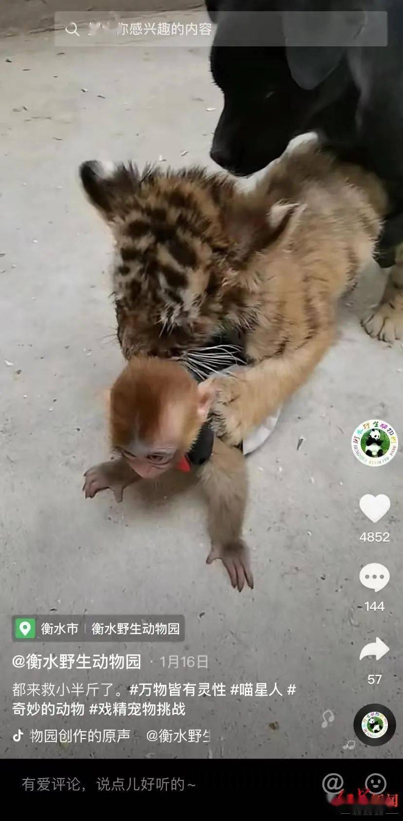 11月4日,紅星新聞記者撥打了衡水野生動物園投訴熱線.