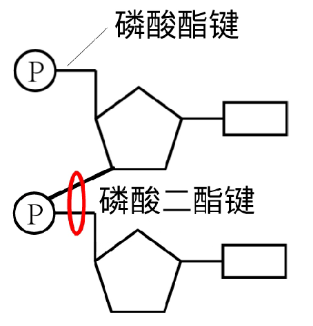 磷酸二酯键核苷酸图片