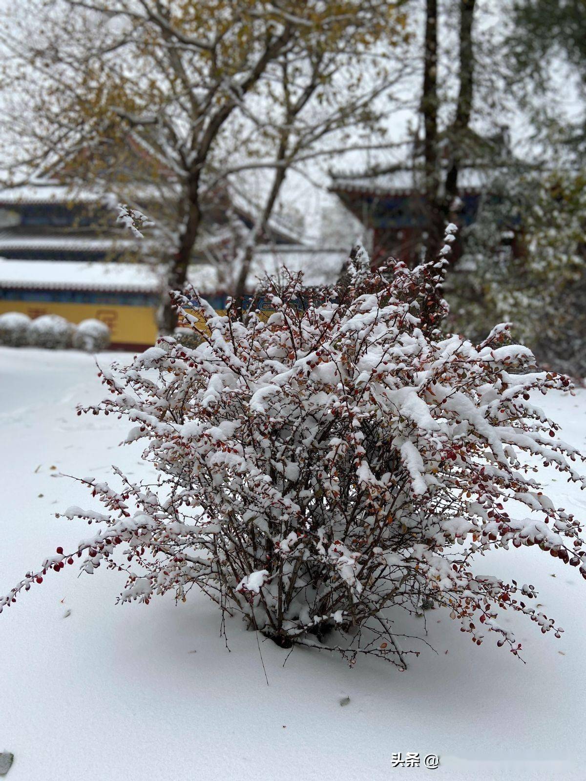 沈阳下了豪雪,影响出行,但景色极美