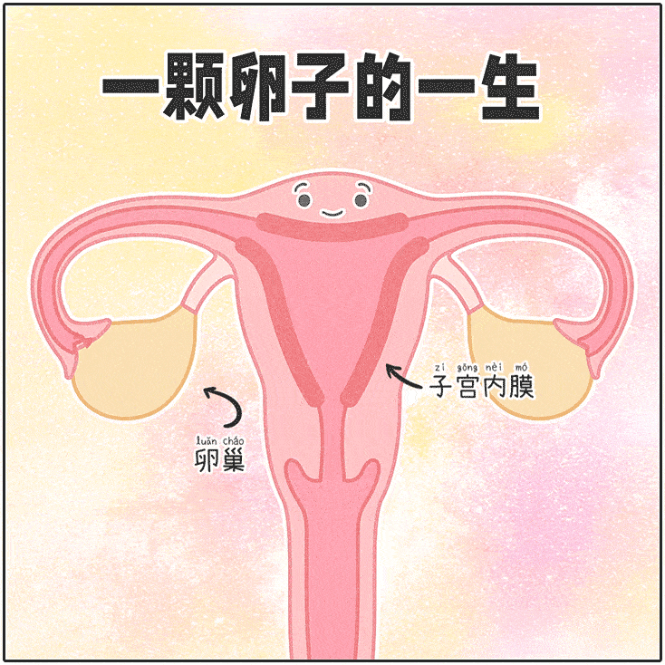 与此同时,子宫内膜组织也会在激素的影响下增厚,这一变化可以理解为是