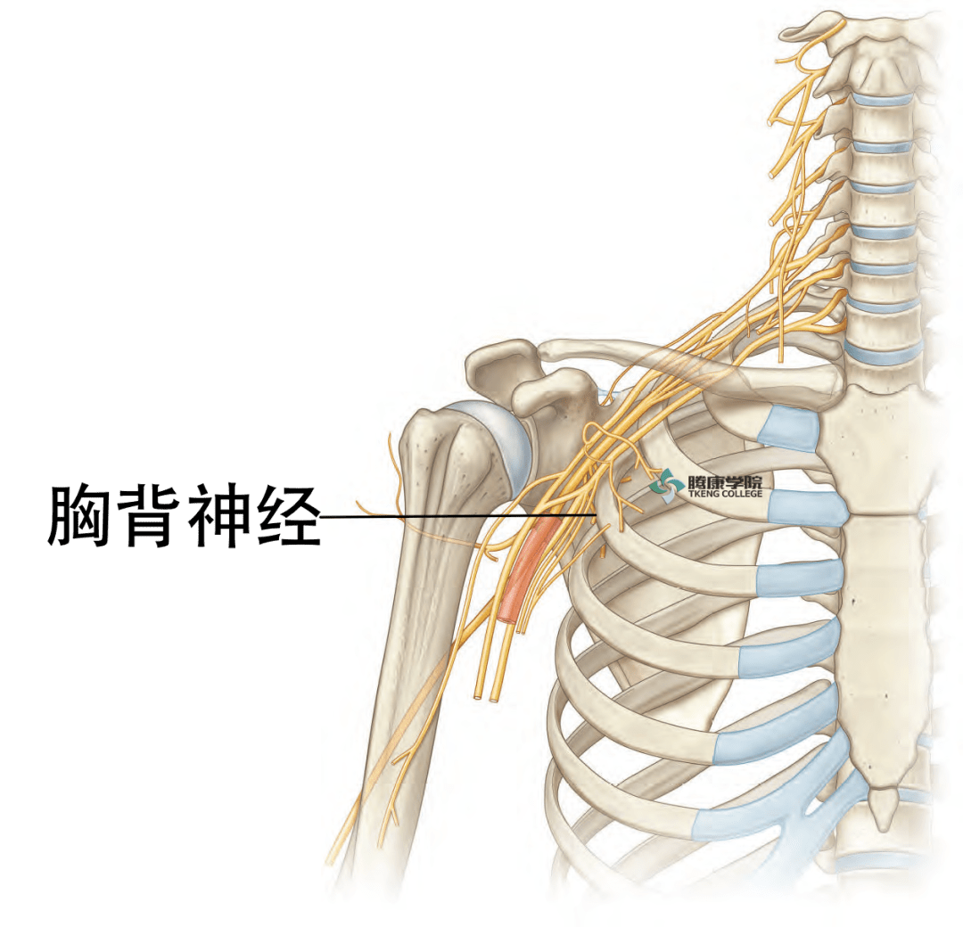 小结节嵴止点肩胛下角第9~12肋髂嵴(后1/3)胸腰筋膜自t7以下所有胸椎