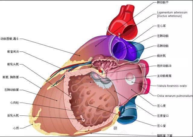 太讚了最全心臟解剖圖集合趕快珍藏起來