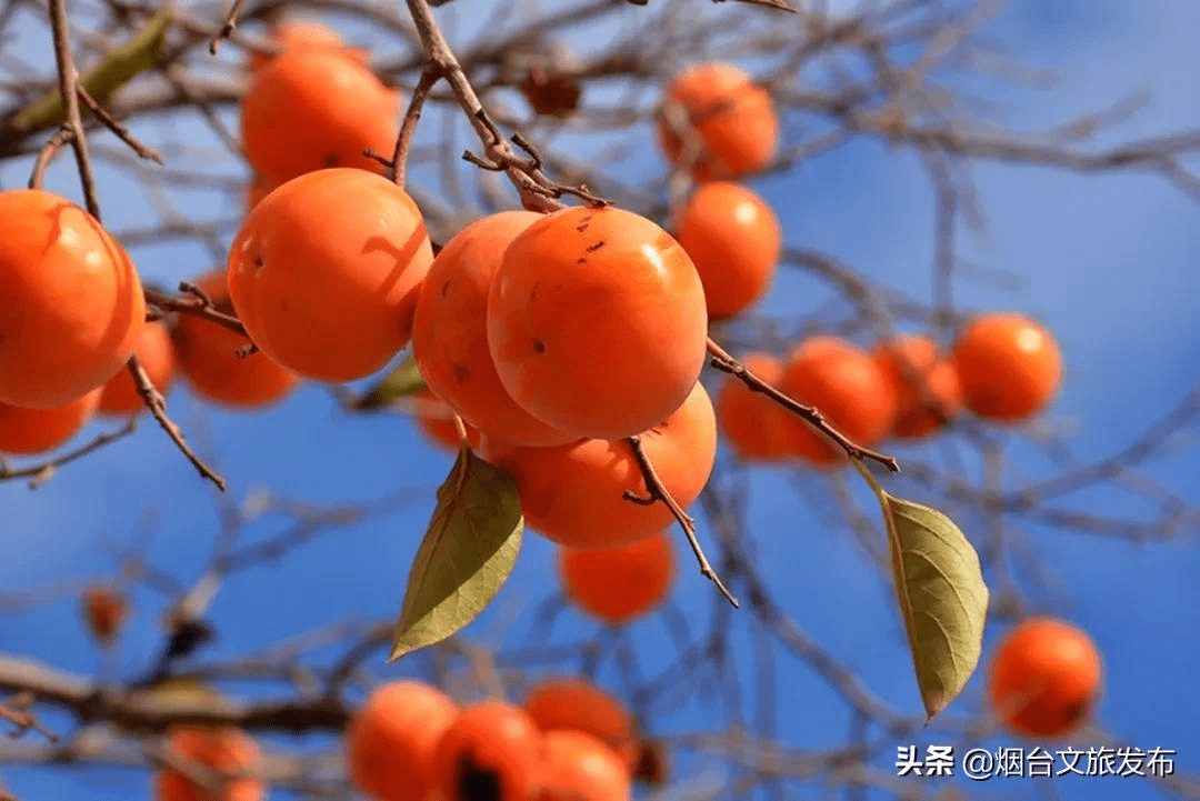 蓬莱|鲜美四季 | 蓬莱的味道，我知道~