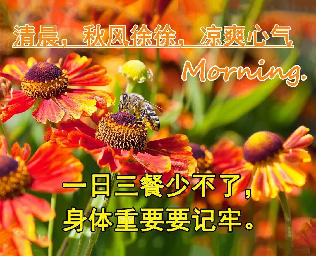 早上好朋友动态图片,早晚温差比较大,添衣盖被别着凉!_问候