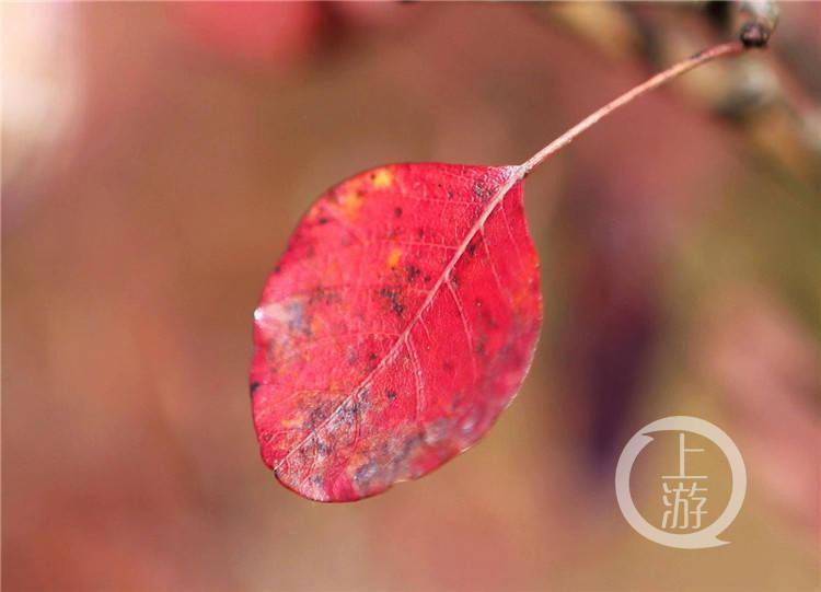 巫山的红叶 红了 三峡 全网搜