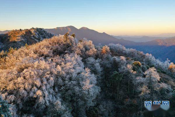 霍山县|玉树琼花大别山