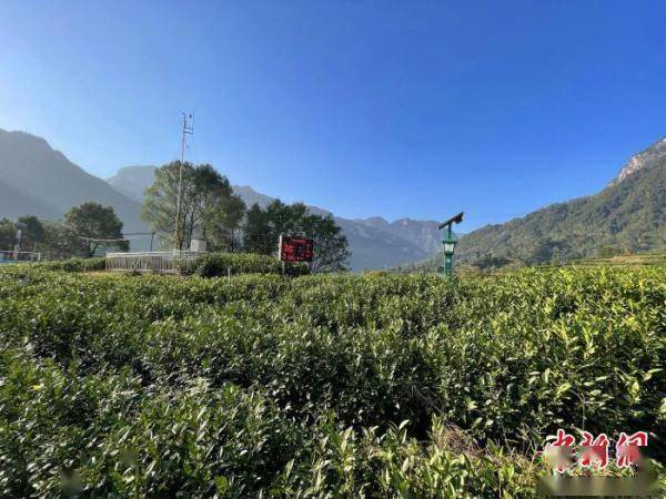 建设|三峡库区湖北秭归：智慧农业释放“红利”