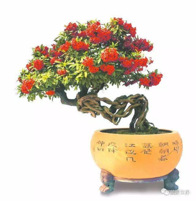 冬天里的一把火_cm