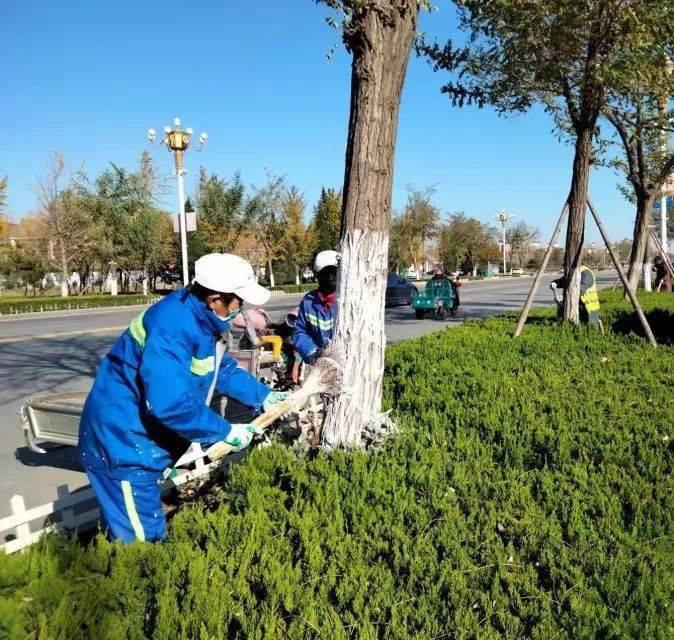 县住建局园林绿化中心全面开展绿化树木涂白工作