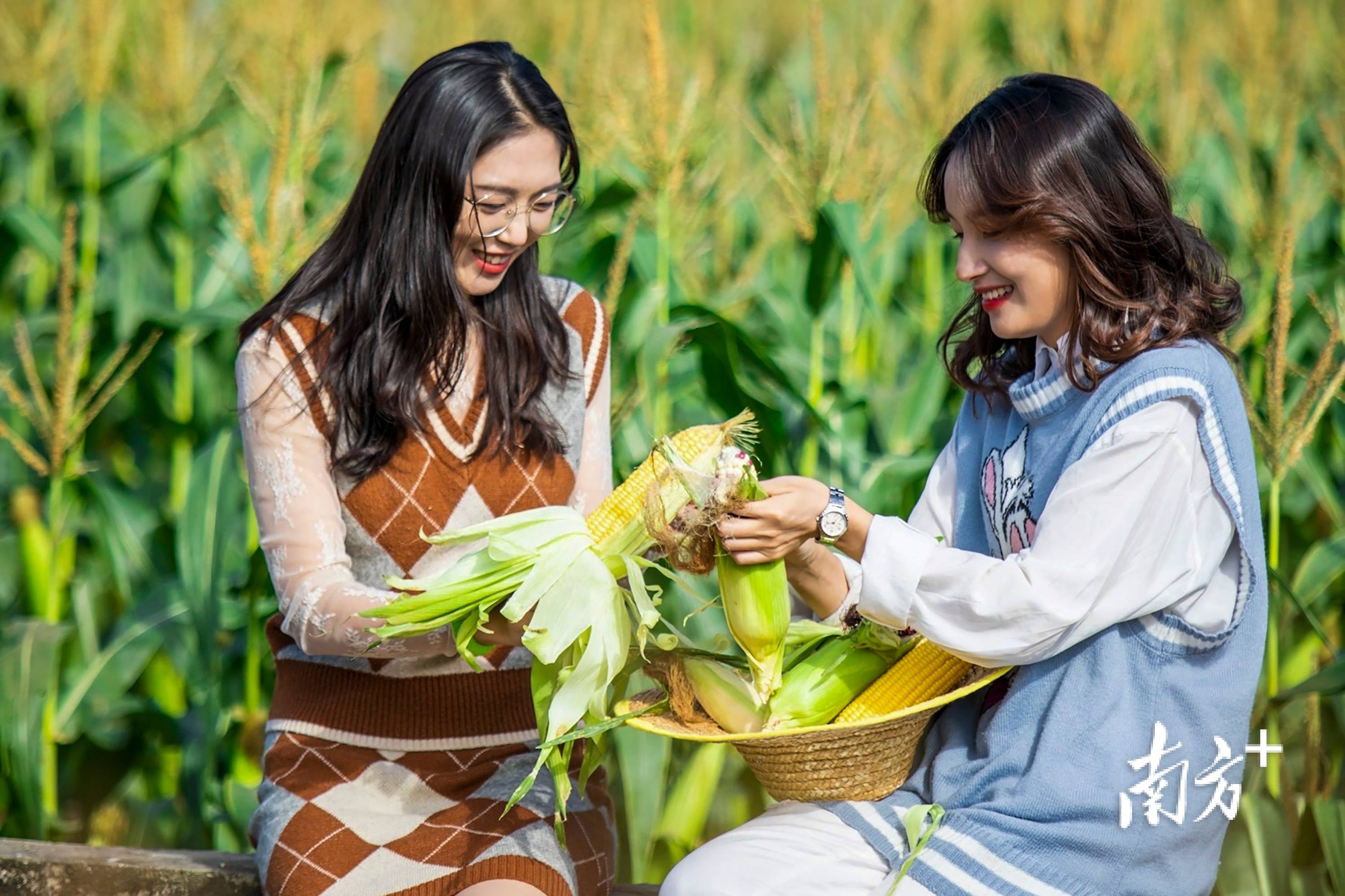 种业|第五届龙田玉米文化节在深圳开幕