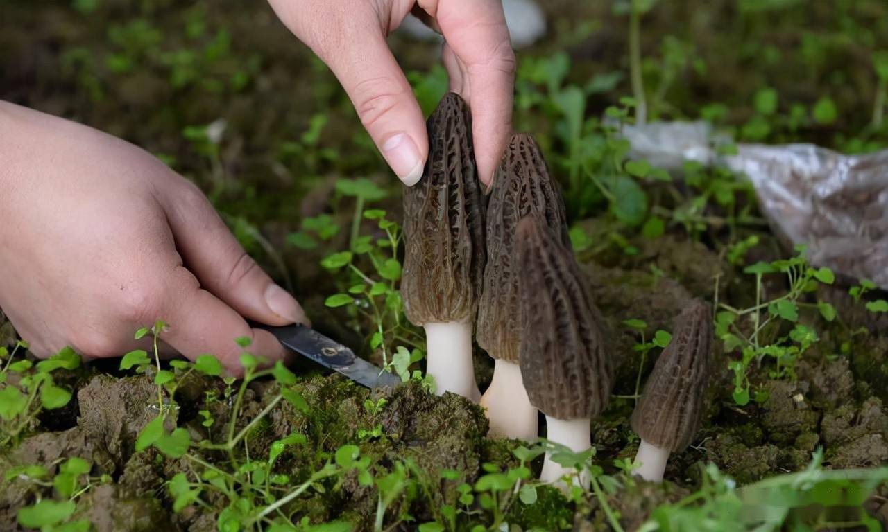 羊肚菌喜欢潮湿的土壤环境,菌丝体可以在相对含水量为 50%～70i的