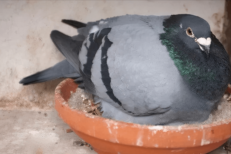 cafd27548c85429e8d18ce52de2037ee.png