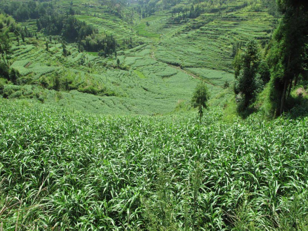 薏仁米:千年明珠_薏苡