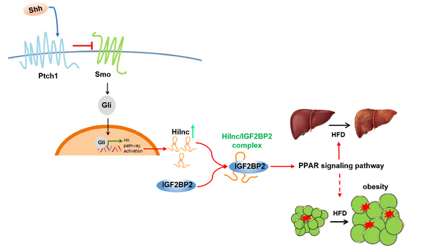 赵允研究组揭示hh信号通路通过hilnc参与肝脏脂质代谢的新机制