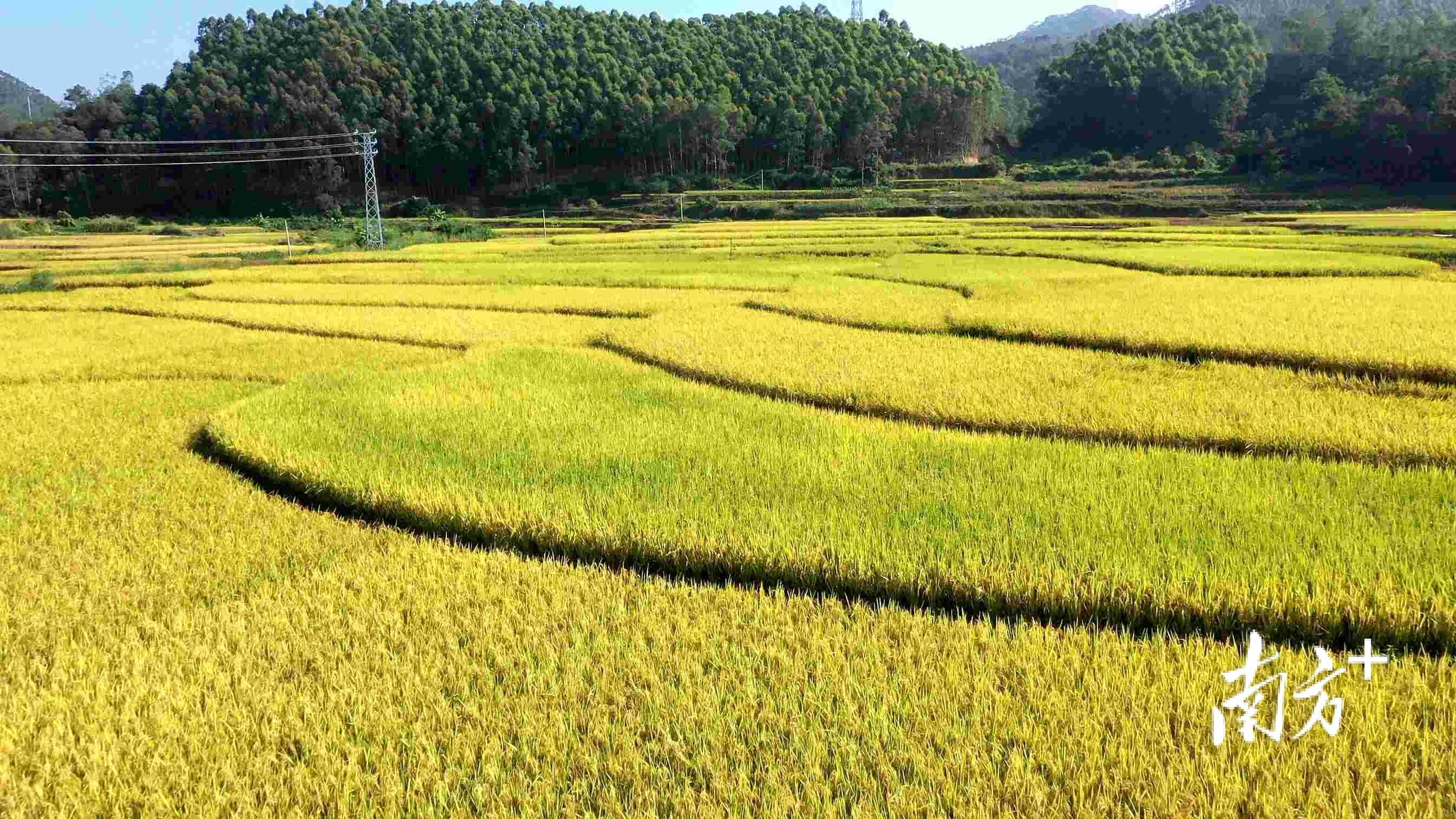 视觉|"贺石大米煮饭 比泰国米还香"_种植