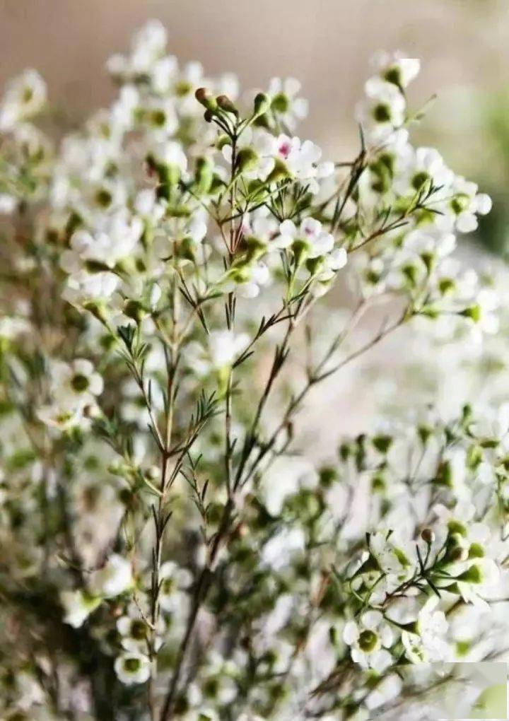 澳梅 | 拥有东方古典美_蜡花