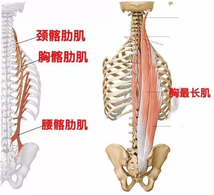 導致胸椎疼痛的原因和如何訓練