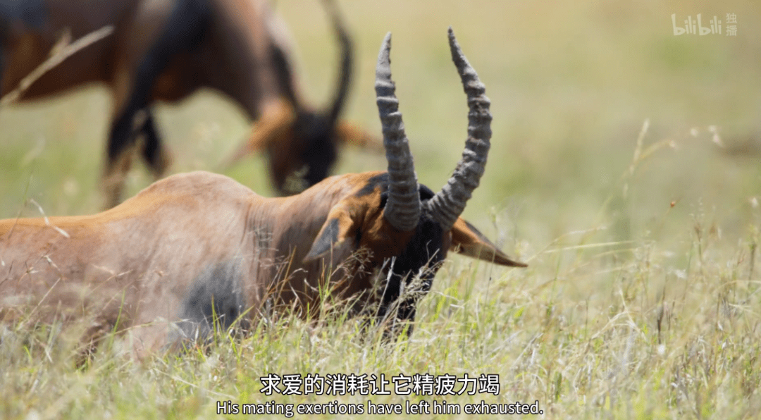 海马|这尺度不付费真能看？