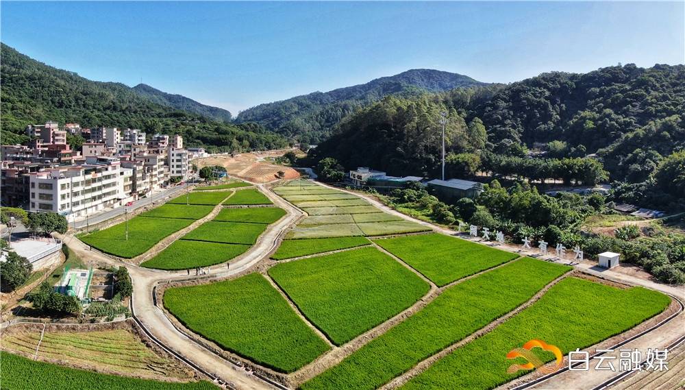 白云区太和镇绘就美丽乡村新画卷_绿化