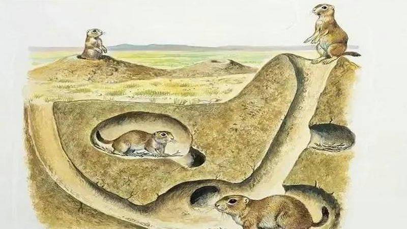 我们草原犬鼠生活在洞穴中,洞穴有四五米深.