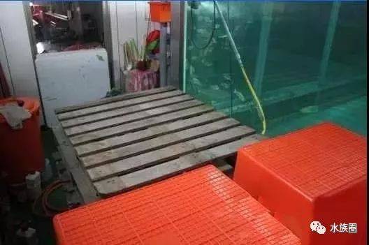 怎么用桶做鱼缸 fd892a5c4e0843f3b06f049a94ceab8c.jpeg