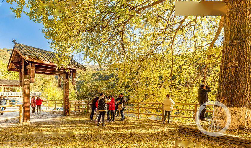 重庆南川:古村美景引客来_银杏村