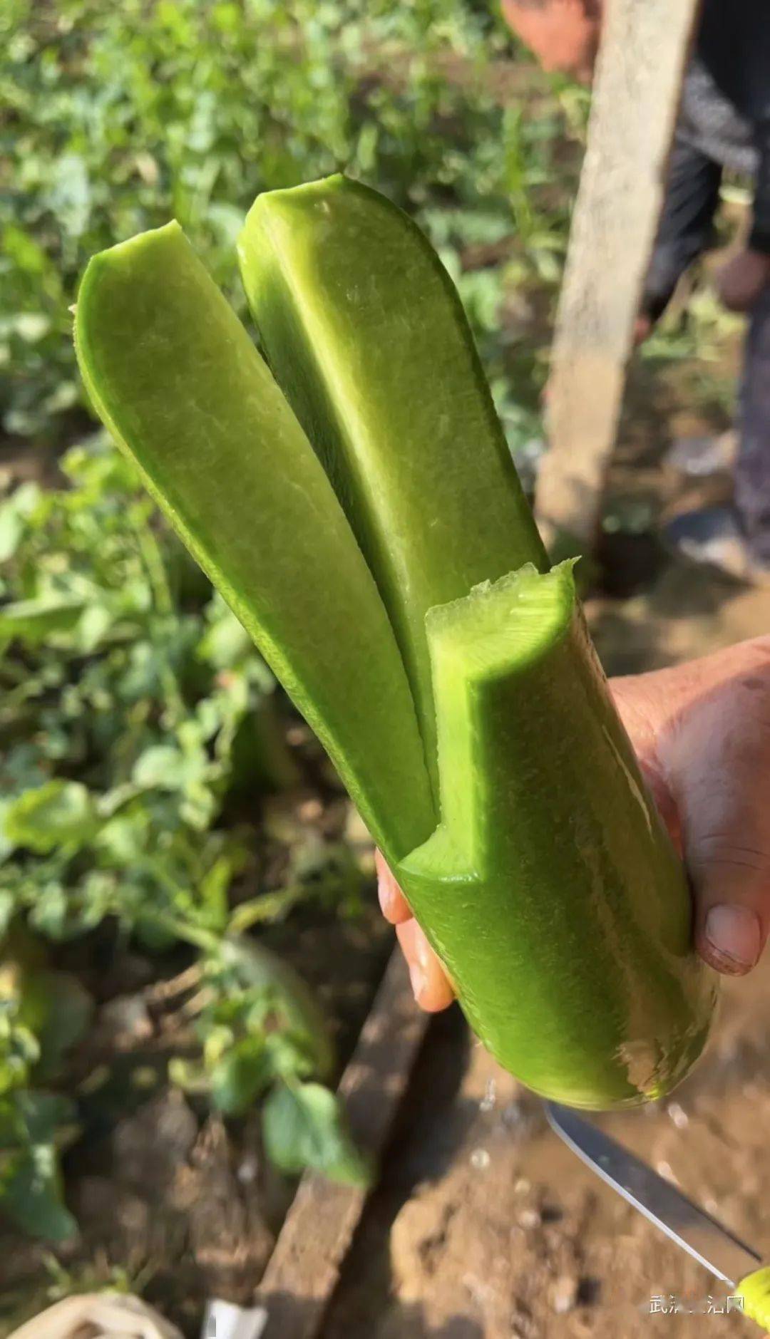 增加土壤養分嚴格遵循無公害蔬菜種植培育章程基本每個大棚的蔬菜都