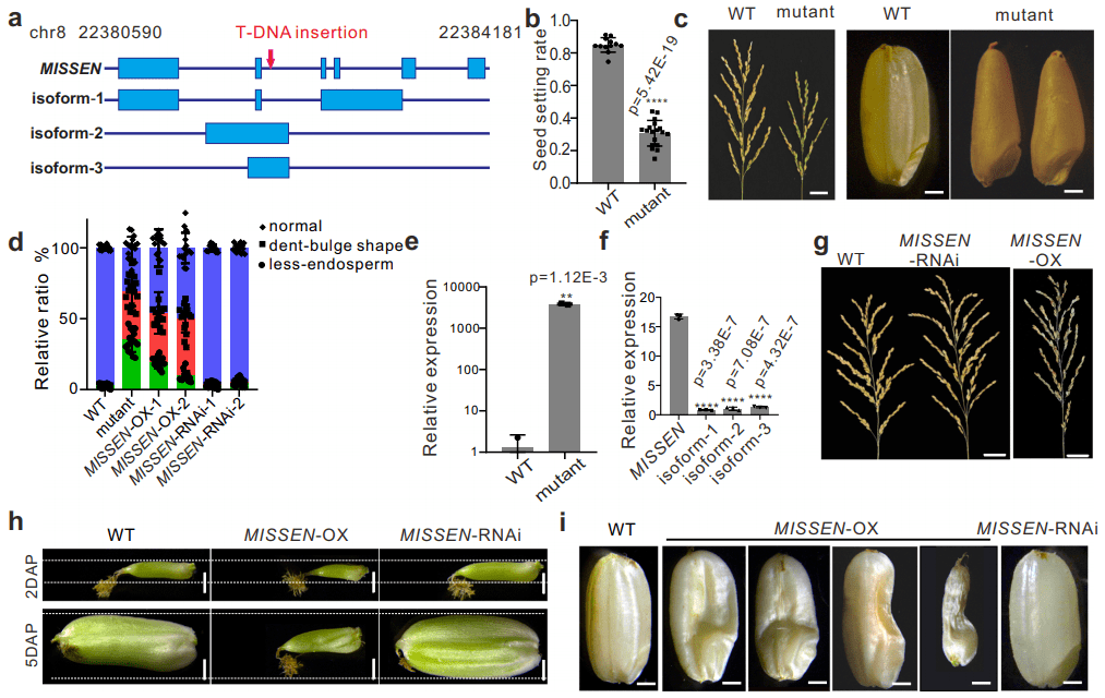 生科院陈月琴/张玉婵课题组揭示长链非编码rna调控水稻胚乳发育的功能