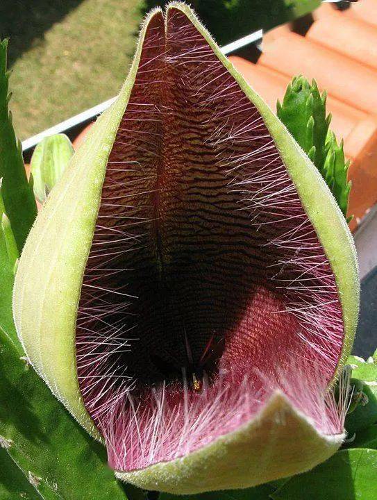 惊叹世界上最奇特的植物你可能一种都没见过