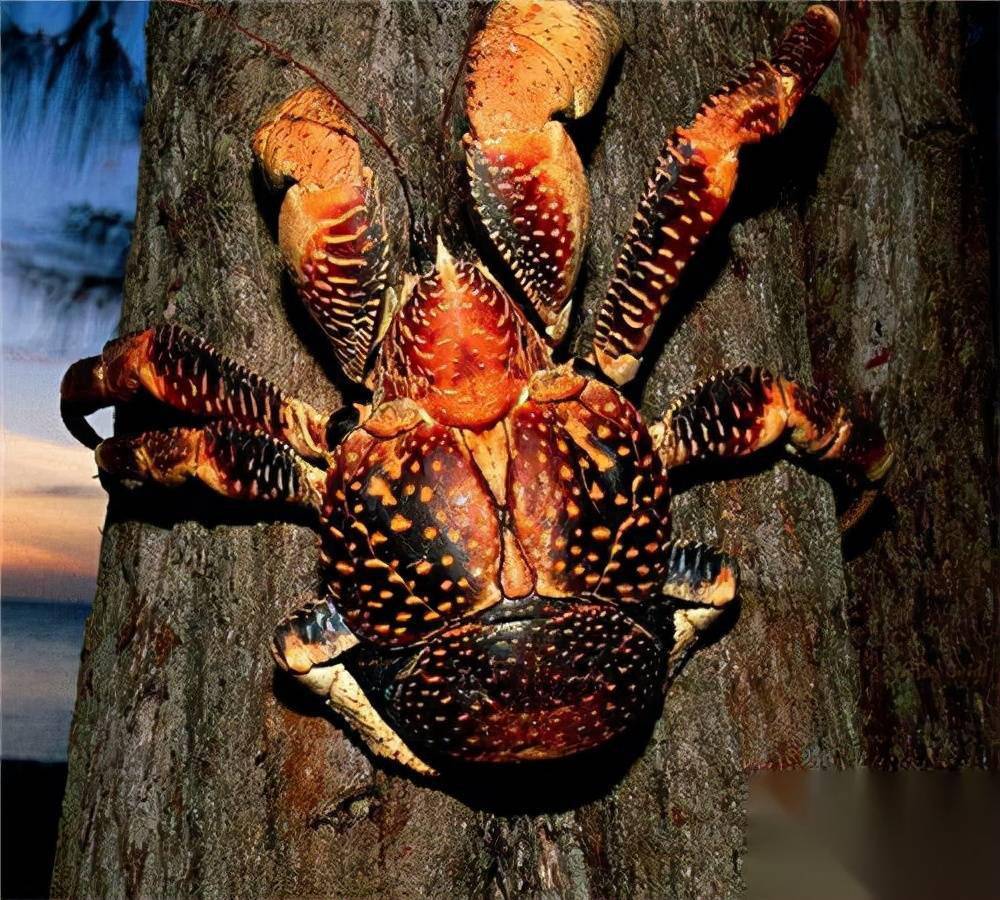 椰子蟹:能开椰子会爬树,世界最大陆生蟹