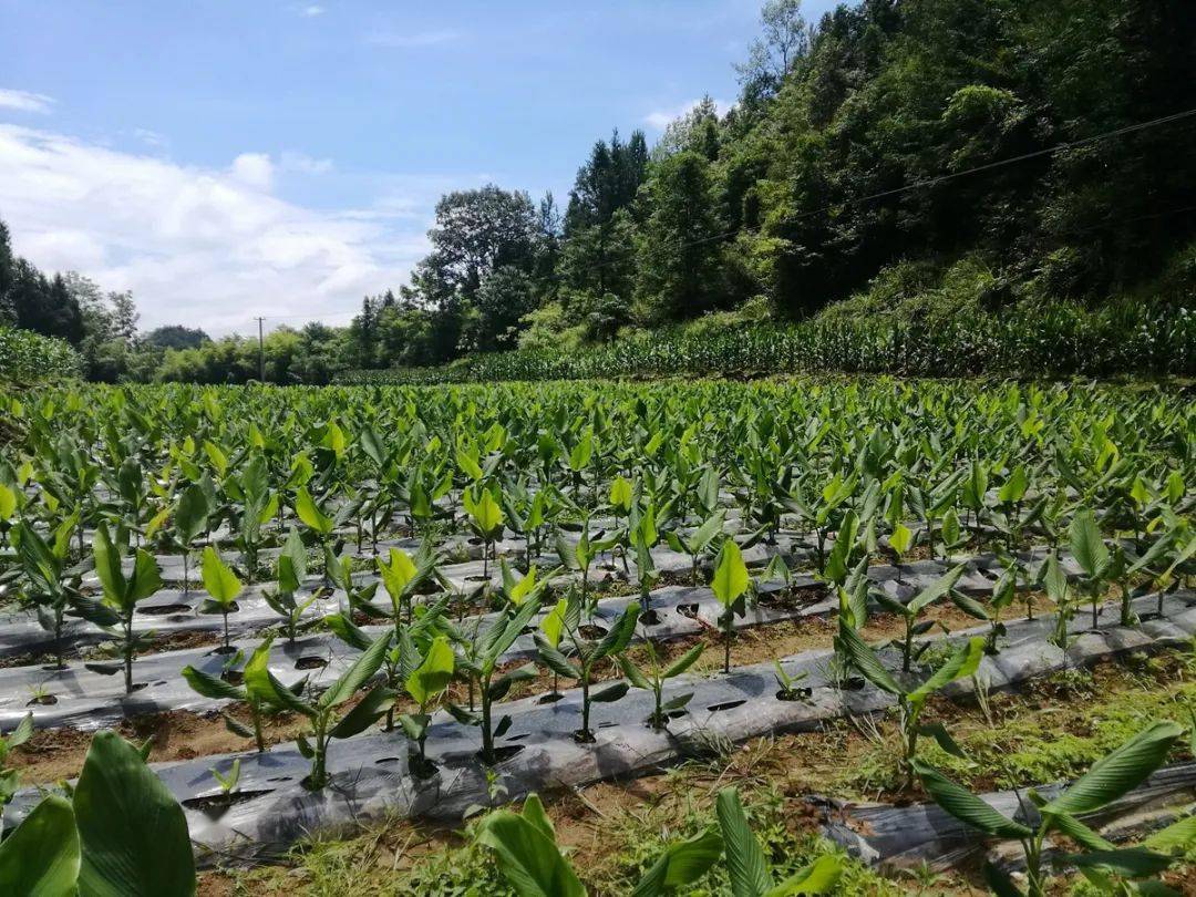 三茶果藥豬助力鄉村發展咸豐按下農業現代化快進鍵