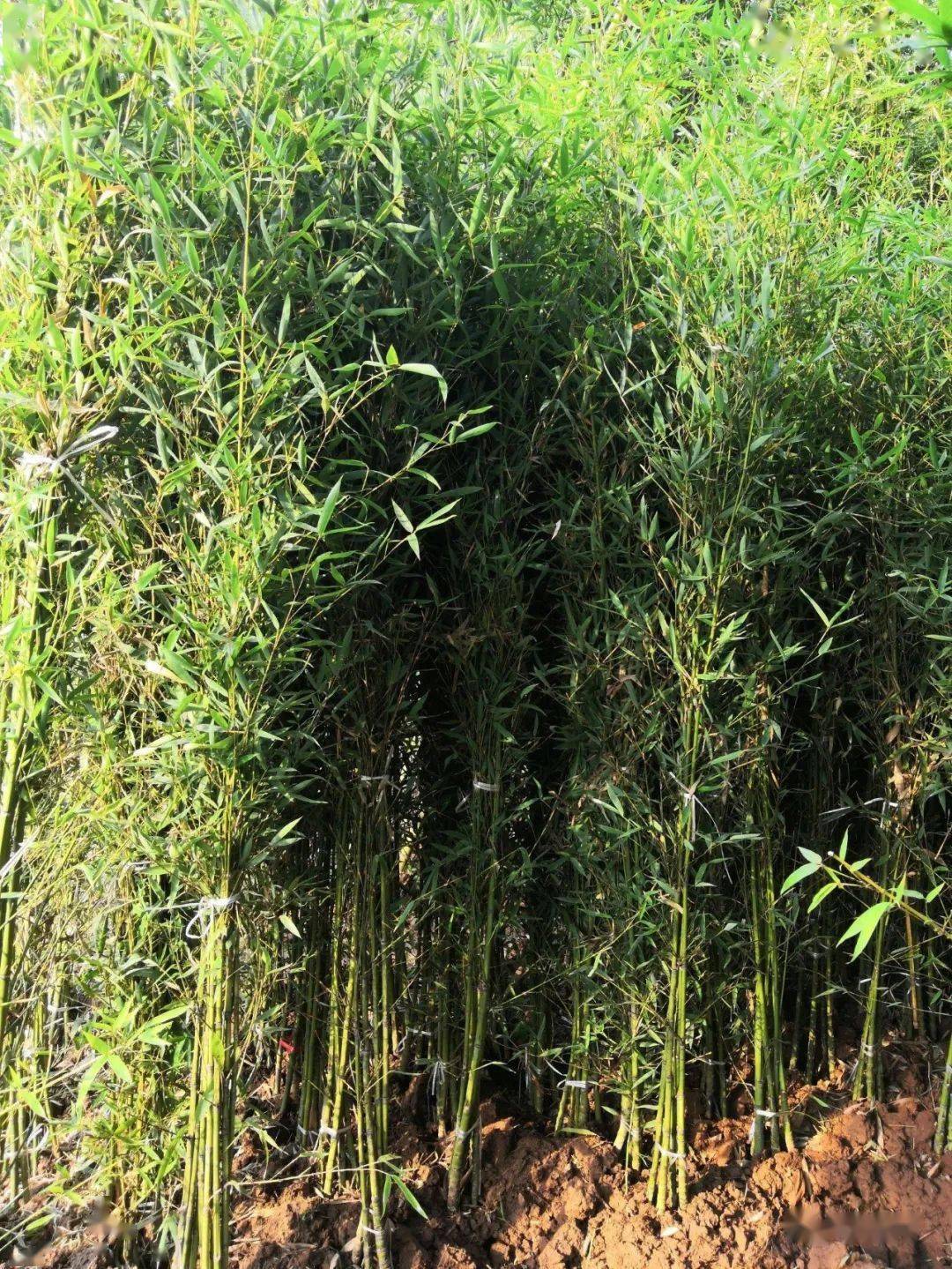 24种庭院常用竹子,你认识几种?_广东