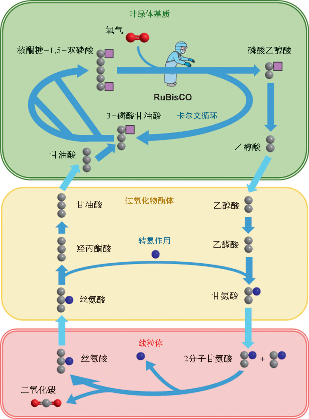 光呼吸过程简图在高温环境压力下,小部分植物被迫找到一条还算不错的