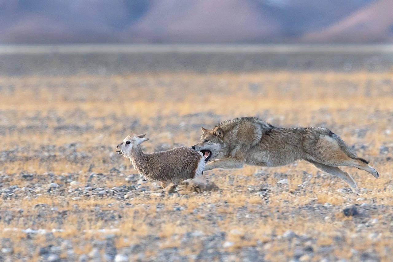 2021中国野生生物影像年赛摄影作品揭晓：感受生命力量