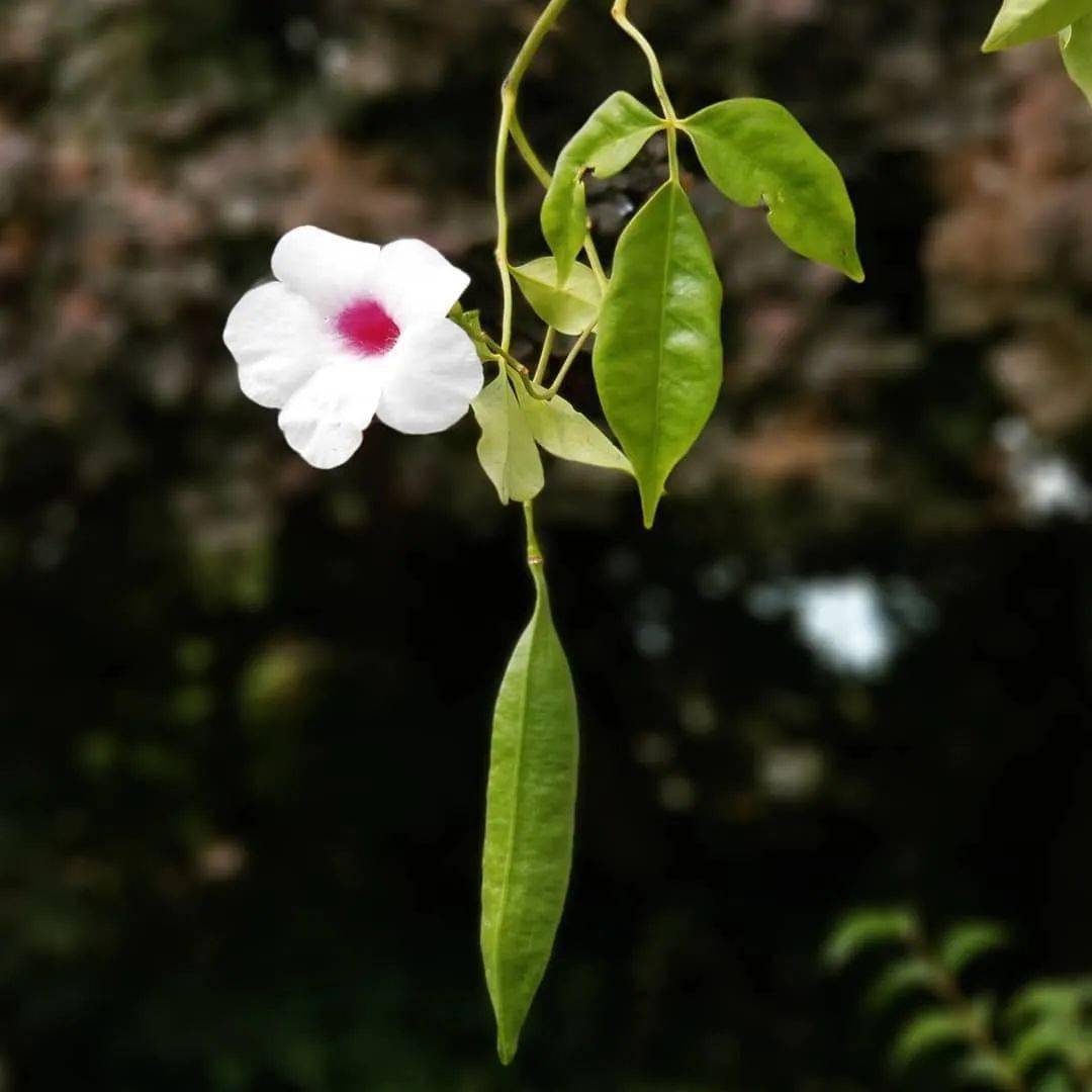 高颜值空心花,花期长会爬墙,花房花墙不是梦～_紫蝉