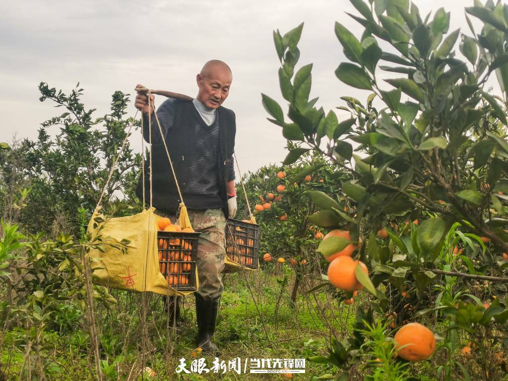 天柱：2万余亩柑橘喜丰收 果农笑意浓