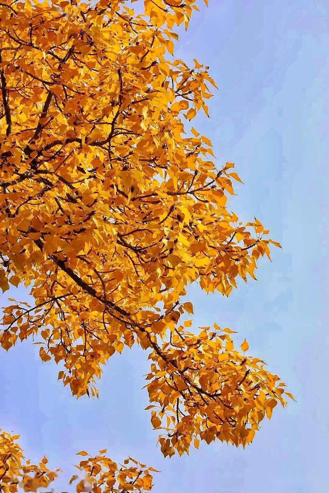 金色的秋天如诗似画像一幅幅水彩画若歌飞舞的秋天