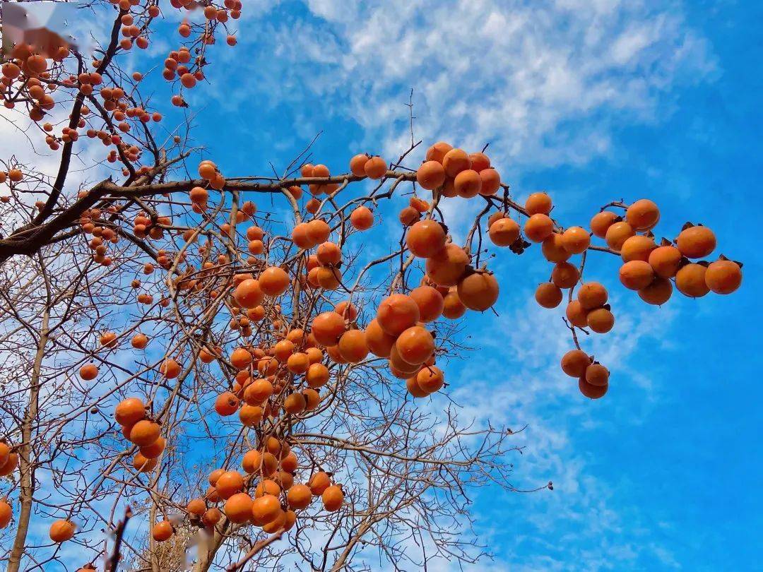 柿子紅了 | 這個冬天,願你