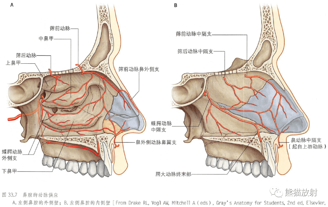 下鼻甲解剖图图片