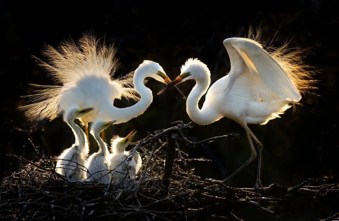 第十一届(ipa)国际摄影艺术展动物植物组获奖作品欣赏