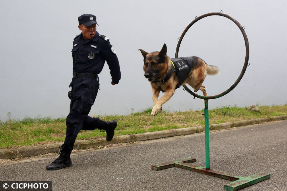 浙江省舟山市岱山县公安局巡特警大队训导员在开展警犬服从性科目训练