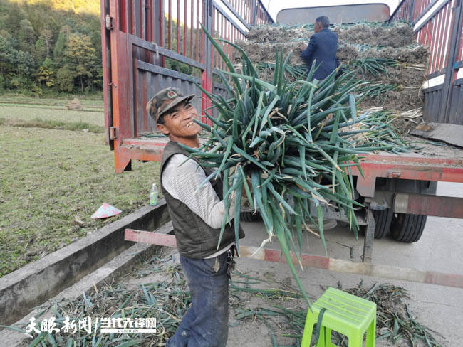 平塘縣牙舟鎮:大蔥迎來採收季 群眾喜悅上眉梢