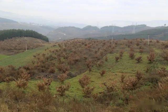 开启了贵州首个森林生态系统大样地生物多样性调查_戴安