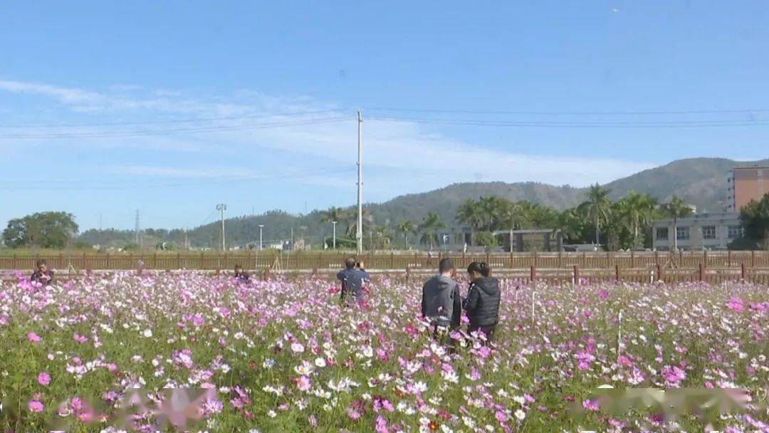 格桑花开,渔新村靓!_燎原街道