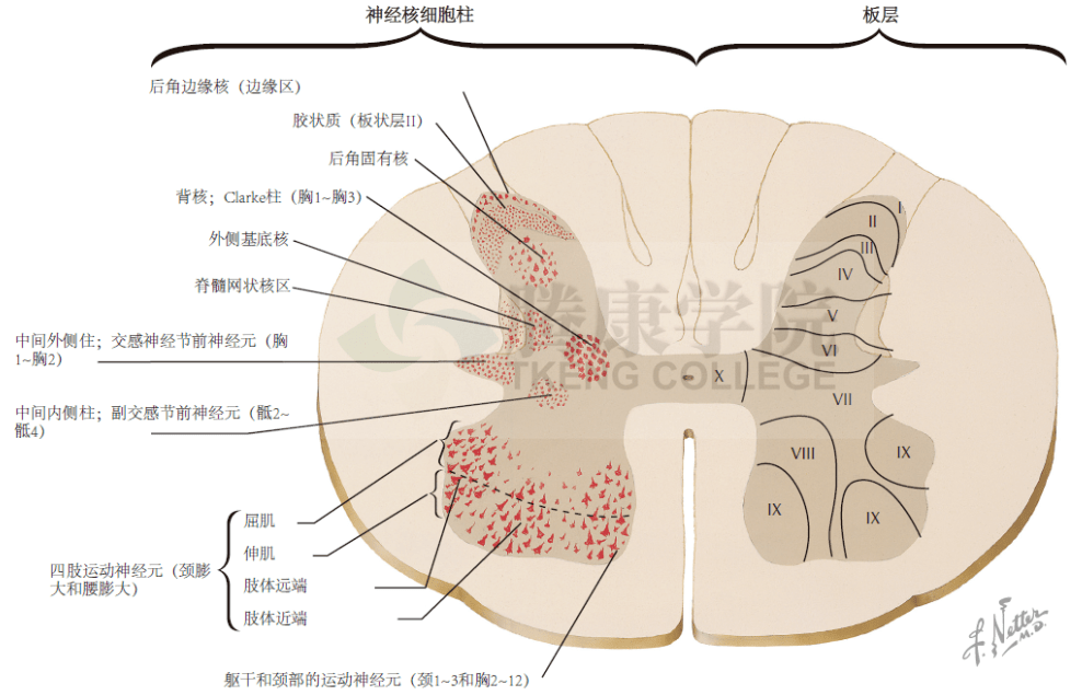 脊髓灰质板层图片