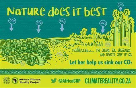 74carbon sink碳 汇指从空气中清除二氧化碳的过程,活动,机制.