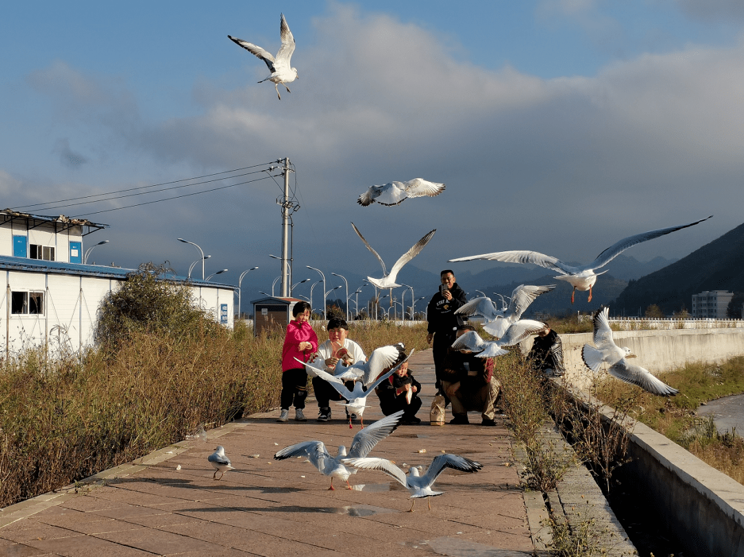 好环境好生态引来稀奇鸟当地居民第一次在三岔河看到