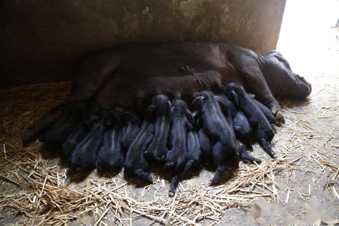 东海老淮猪新标准要来了!_发展