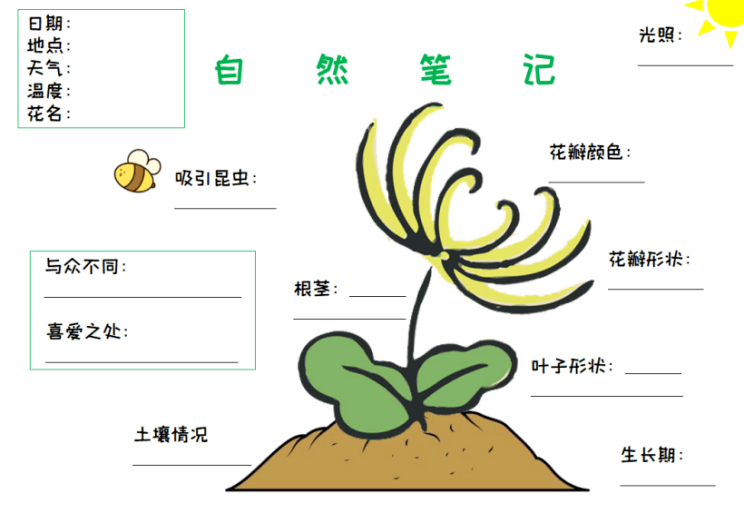 小学生菊花植物卡片图片
