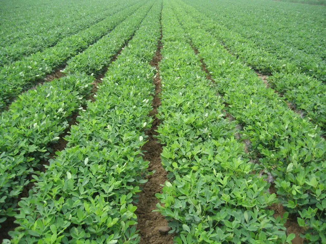 空气湿润,气候温和;且土壤多为砂壤土,土质疏松,非常有利于花生的生长